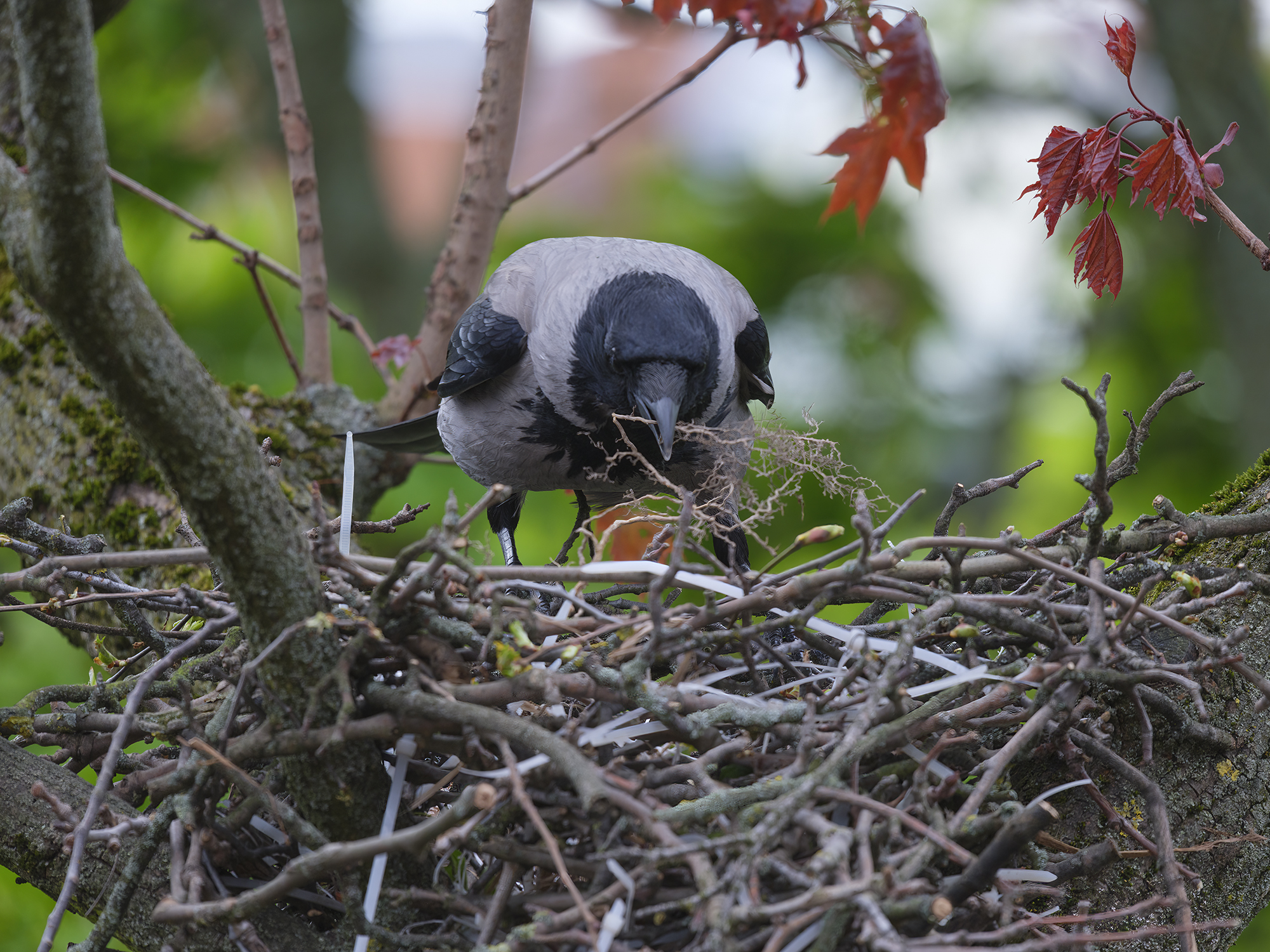 Nestbau